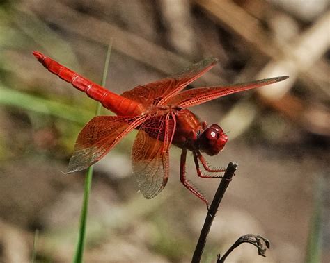 libellula gucci|Flame skimmer .